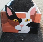 Cat head on&nbsp;bed