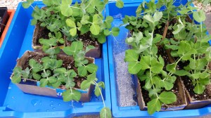 Picture of healthy looking pea seedlings