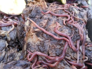 2015-02-25 10.12.00-2